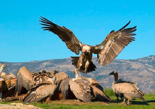 500 VPO de alquiler han quedado en manos de un fondo buitre en Vitoria