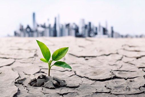 La biodiversidad del planeta en una encrucijada según el informe GBO-5 de la ONU