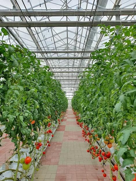 ¿Un invernadero con calefacción a gas para producir tomates? Este no es el camino hacia la transición ecosocial que necesitamos