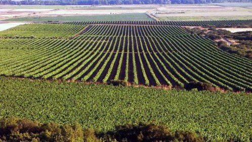 Las medidas anunciadas por el ministro de Agricultura no solucionan los problemas del campo navarro
