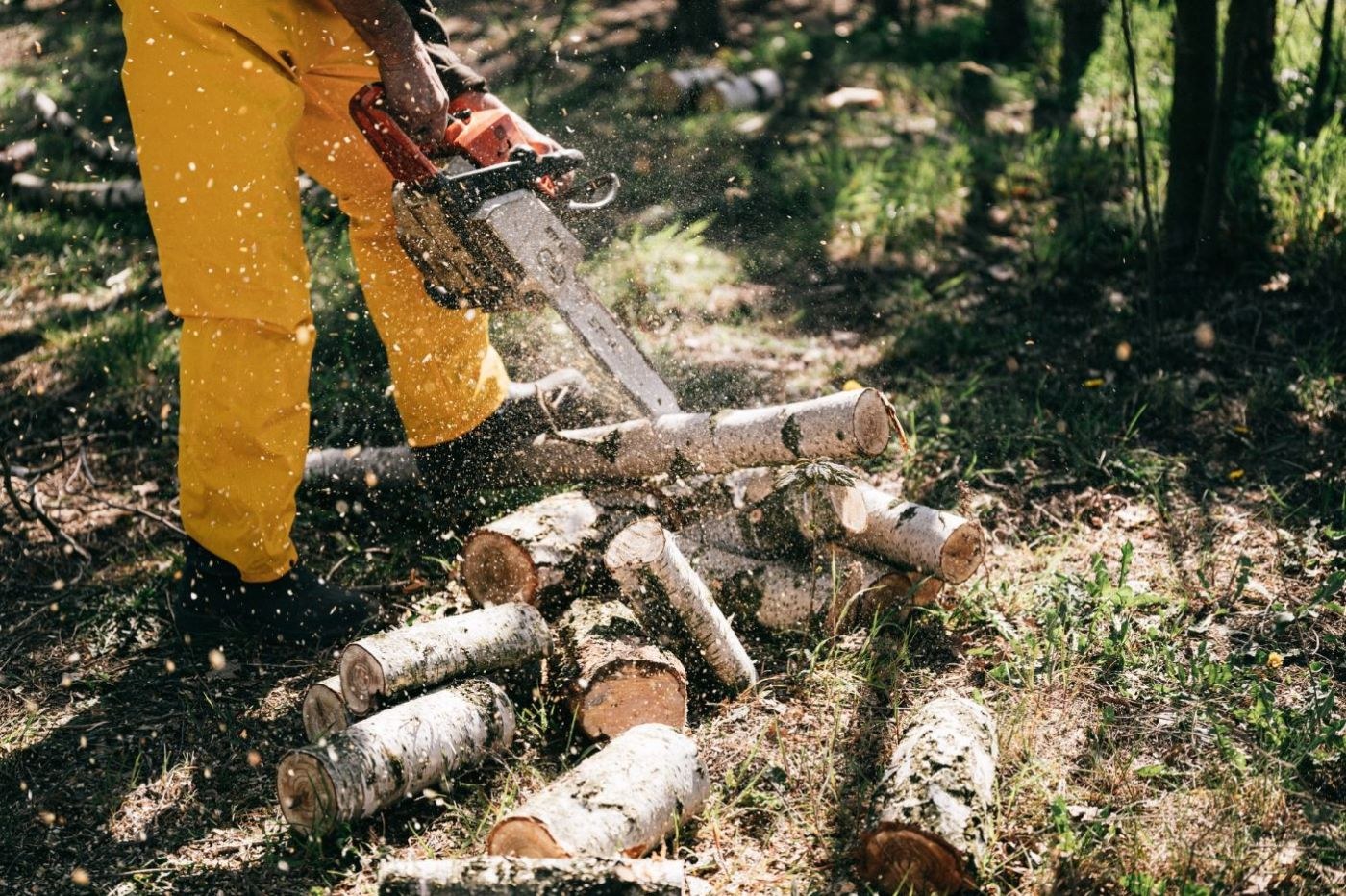Nuevo accidente laboral mortal de un trabajador forestal en Muxika Nuevo accidente laboral mortal de un trabajador forestal en Muxika