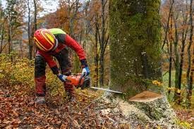 Nuevo accidente laboral mortal en el sector forestal en Aulesti