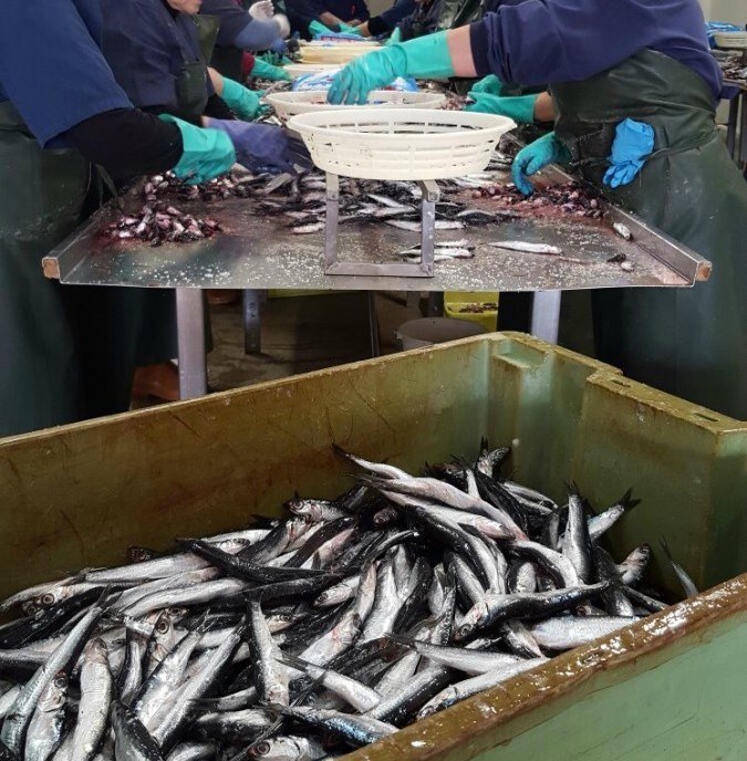 Preparando la pelea en el sector de conservas de Bizkaia