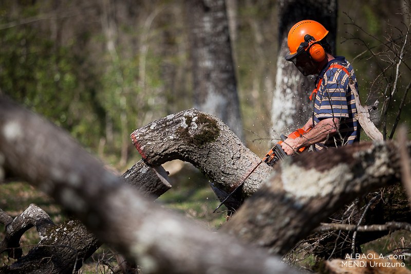 ELA denuncia que un trabajador del sector forestal ha fallecido en Azkoitia