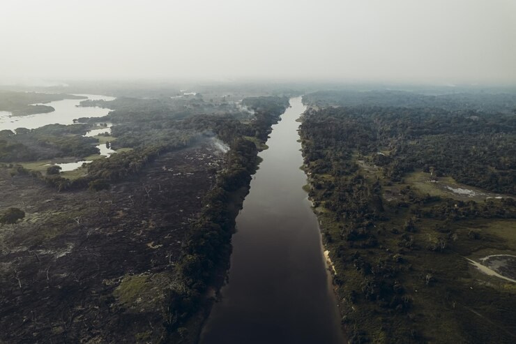 Europar Batasuna deforestazioaren aurkako legedia prestatzen ari da